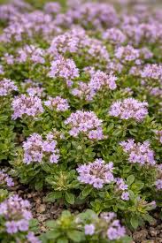 Attēlu rezultāti vaicājumam “Thymus serpyllum”