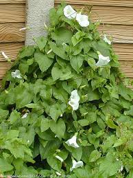 Attēlu rezultāti vaicājumam “Calystegia sepium leaf”