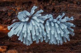 Attēlu rezultāti vaicājumam “Ceratiomyxa fruticulosa”