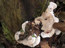 Attēlu rezultāti vaicājumam “Postia tephroleucus”