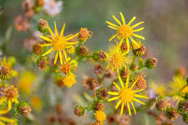 Attēlu rezultāti vaicājumam “Jacobaea vulgaris flower”