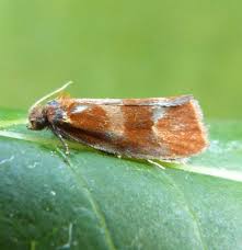 Attēlu rezultāti vaicājumam “Eulia ministrana”