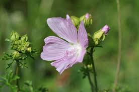 Attēlu rezultāti vaicājumam “Malva moschata”