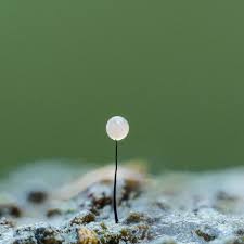 Attēlu rezultāti vaicājumam “Collaria arcyrionema spores”