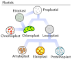 Amyloplast - Wikipedia, the free encyclopedia