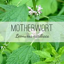 Image result for Leonurus cardiaca