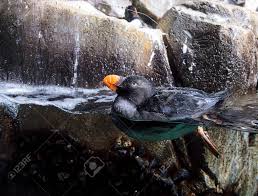 Image result for Fratercula cirrhata