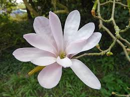 Attēlu rezultāti vaicājumam “Magnolia x loebneri flower”