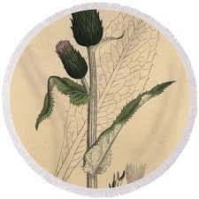 Attēlu rezultāti vaicājumam “Cirsium heterophyllum leaf”