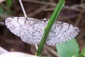Attēlu rezultāti vaicājumam “Aethalura punctulata”