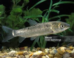 Image result for Ctenopharyngodon idella