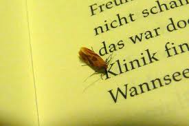 Attēlu rezultāti vaicājumam “Epicallima formosella”