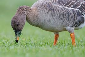 Attēlu rezultāti vaicājumam “Anser serrirostris adult”