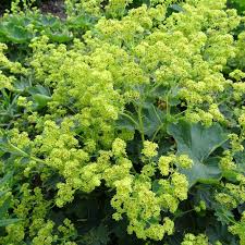 Attēlu rezultāti vaicājumam “Alchemilla subcrenata  flower”