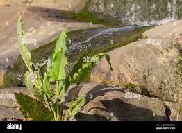 Attēlu rezultāti vaicājumam “Rumex hydrolapathum fruit”