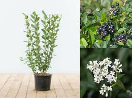 Attēlu rezultāti vaicājumam “Ligustrum vulgare”