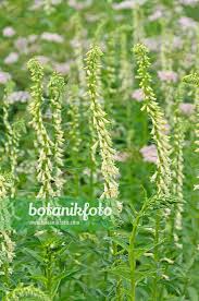 Image result for Digitalis lutea