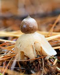 Attēlu rezultāti vaicājumam “Geastrum quadrifidum”