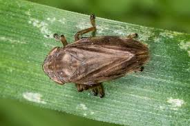 Attēlu rezultāti vaicājumam “Philaenus spumarius”