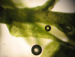 Attēlu rezultāti vaicājumam “Dicranella staphylina macro”