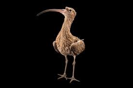 Attēlu rezultāti vaicājumam “Numenius arquata”