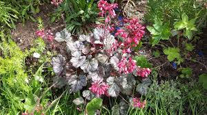 Image result for Heuchera `Swirling Fantasy`