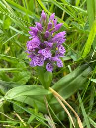 Attēlu rezultāti vaicājumam “Dactylorhiza ochroleuca bud”