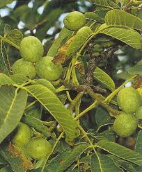 Attēlu rezultāti vaicājumam “Juglans regia fruit”