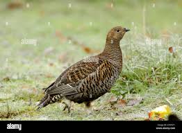 Image result for Tetrao tetrix