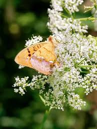 Attēlu rezultāti vaicājumam “Argynnis laodice underside”