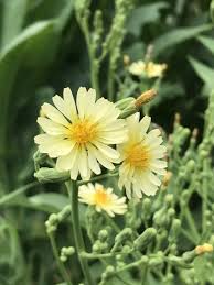 Attēlu rezultāti vaicājumam “Lactuca sativa flower”