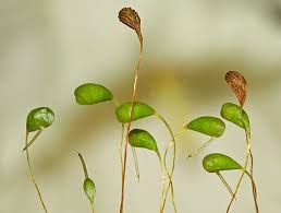 Attēlu rezultāti vaicājumam “Funaria hygrometrica”