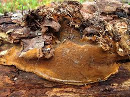 Attēlu rezultāti vaicājumam “Phellinus nigrolimitatus”