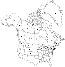 Attēlu rezultāti vaicājumam “Myurella julacea”