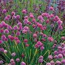 Allium schoenoprasum (Chives) - Fine Gardening Plant Guide