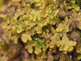 Attēlu rezultāti vaicājumam “Ptilidium pulcherrimum sporophyte”