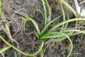 Attēlu rezultāti vaicājumam “Isoetaceae”