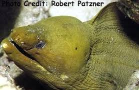 Image result for Gymnothorax funebris