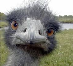 http://t0.gstatic.com/images?q=tbn:ANd9GcQ_u75r_p6k6MGjNks8ZwdYx_5nK4sZQ-9WkTry-aDEYGzYsstG