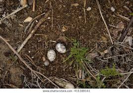 Attēlu rezultāti vaicājumam “Caprimulgus europaeus egg”