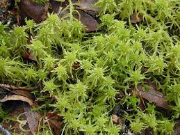 Attēlu rezultāti vaicājumam “Sphagnum contortum”