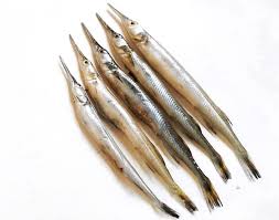 Image result for Belone belone