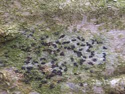 Attēlu rezultāti vaicājumam “Arthonia vinosa”