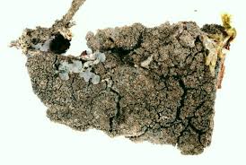 Attēlu rezultāti vaicājumam “Parmeliella triptophylla”