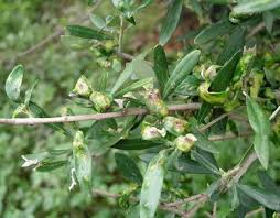 Attēlu rezultāti vaicājumam “Depressaria olerella imago”