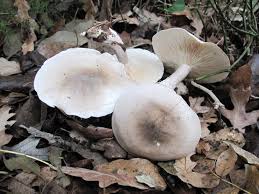 Attēlu rezultāti vaicājumam “Lepista sp.”