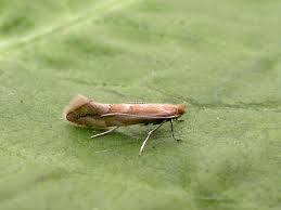Attēlu rezultāti vaicājumam “Phyllonorycter sp.”