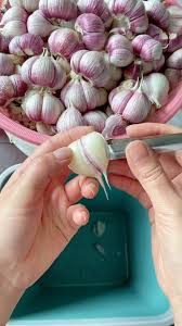 Attēlu rezultāti vaicājumam “Allium sativum fruit”