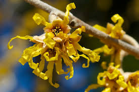 Attēlu rezultāti vaicājumam “Hamamelis vernalis flower”