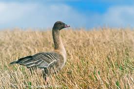 Attēlu rezultāti vaicājumam “Anser brachyrhynchus”